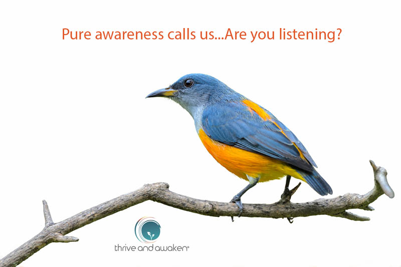 Blue jay on a branch. Quote from Doug: Pure awareness calls us..are you listening?